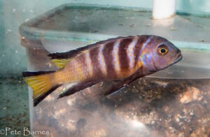 Metriaclima melissa 'Chirwa'